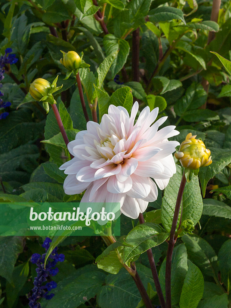 405005 - Dekorative Dahlie (Dahlia Silver Years)