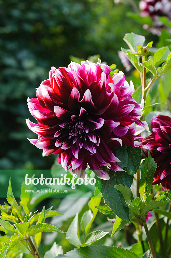 488010 - Dekorative Dahlie (Dahlia Tartan)