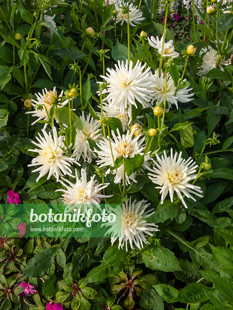 405010 - Dekorative Dahlie (Dahlia Tutu)