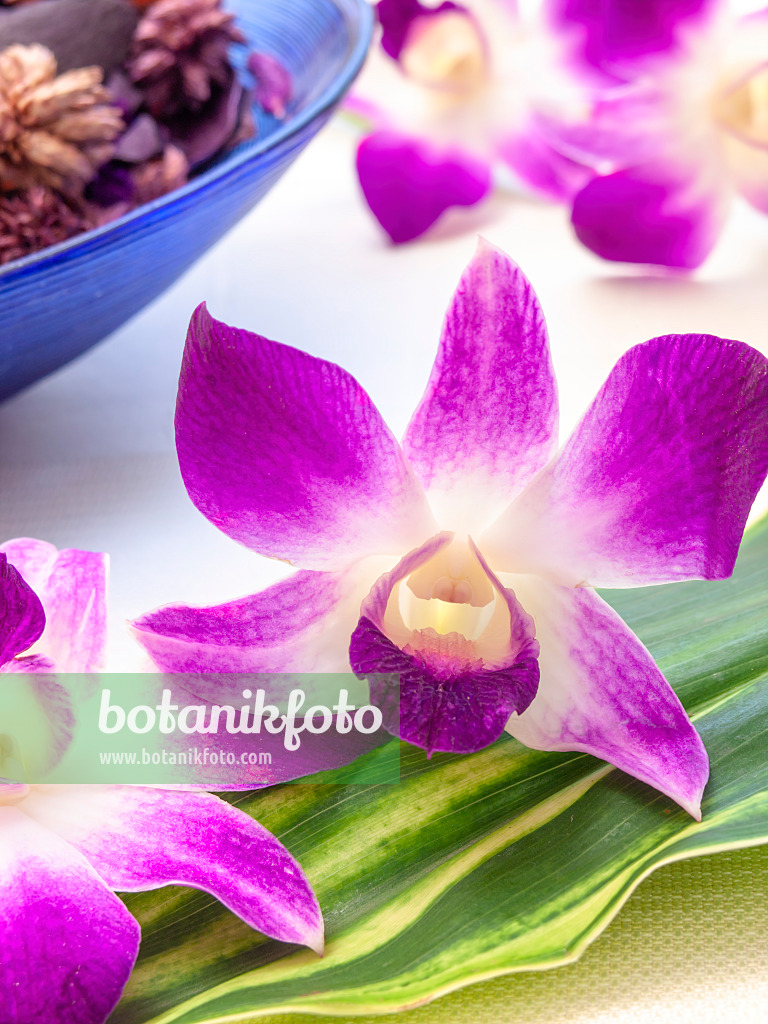 443164 - Dendrobium 443164 - Dendrobium