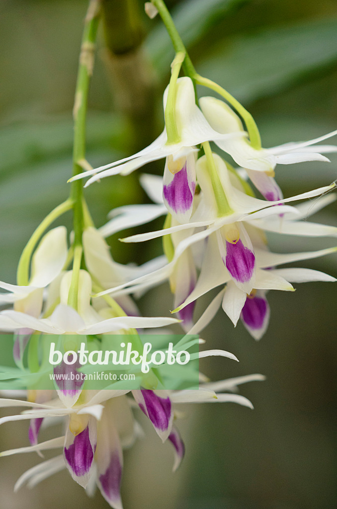 529109 - Dendrobium amethystoglossum