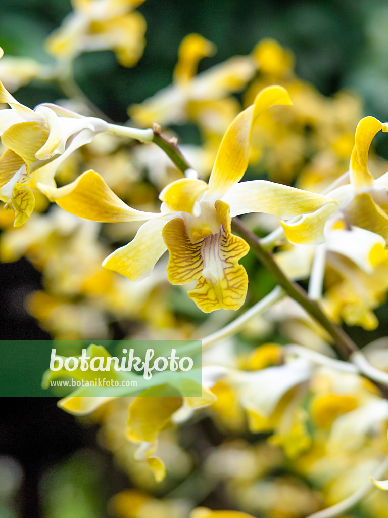 434222 - Dendrobium Amitabh Bachchan 434222 - Dendrobium Amitabh Bachchan