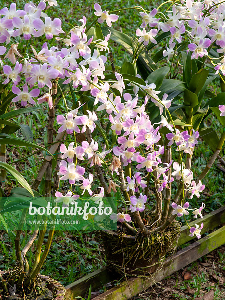 434243 - Dendrobium Toh Pink