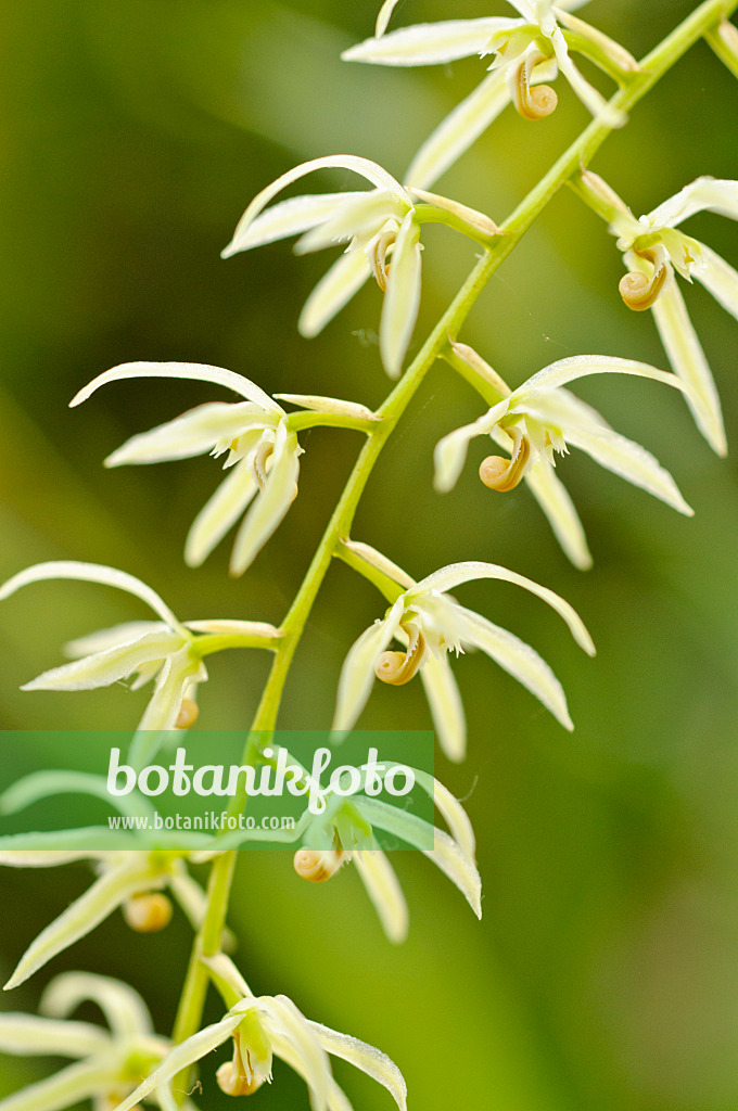 474495 - Dendrochilum simile