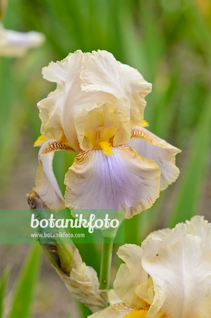 545007 - Deutsche Schwertlilie (Iris germanica 'Omas Sommerkleid')