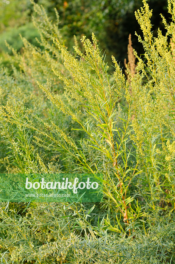 475162 - Deutscher Estragon (Artemisia dracunculus)