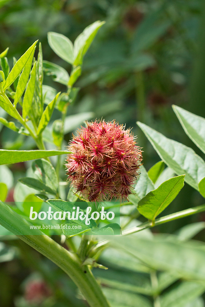 558345 - Deutsches Süßholz (Glycyrrhiza glabra)