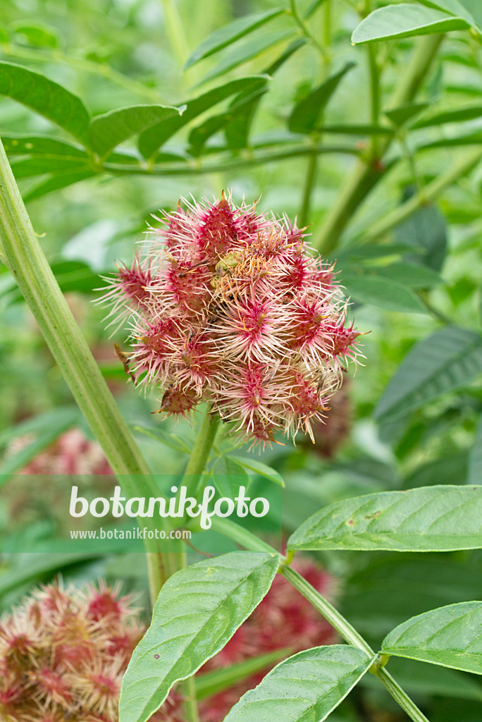 559026 - Deutsches Süßholz (Glycyrrhiza glabra)