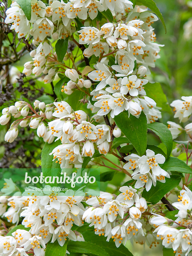 426018 - Deutzie (Deutzia reflexa)