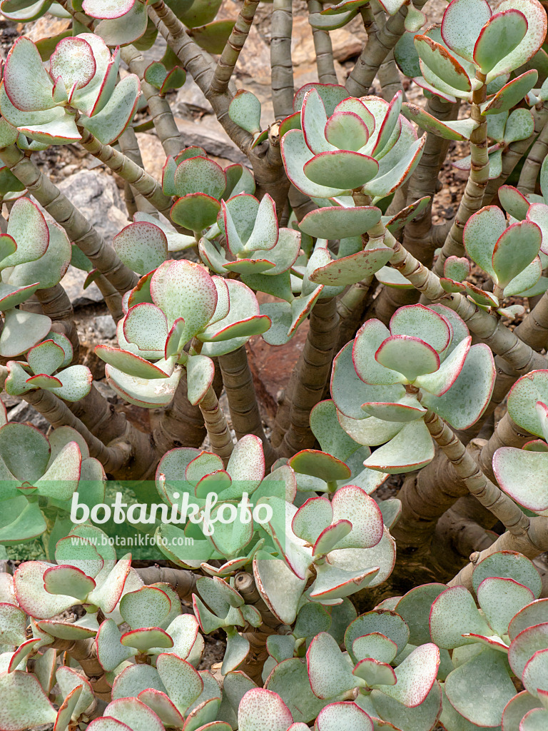 426080 - Dickblatt (Crassula arborescens)