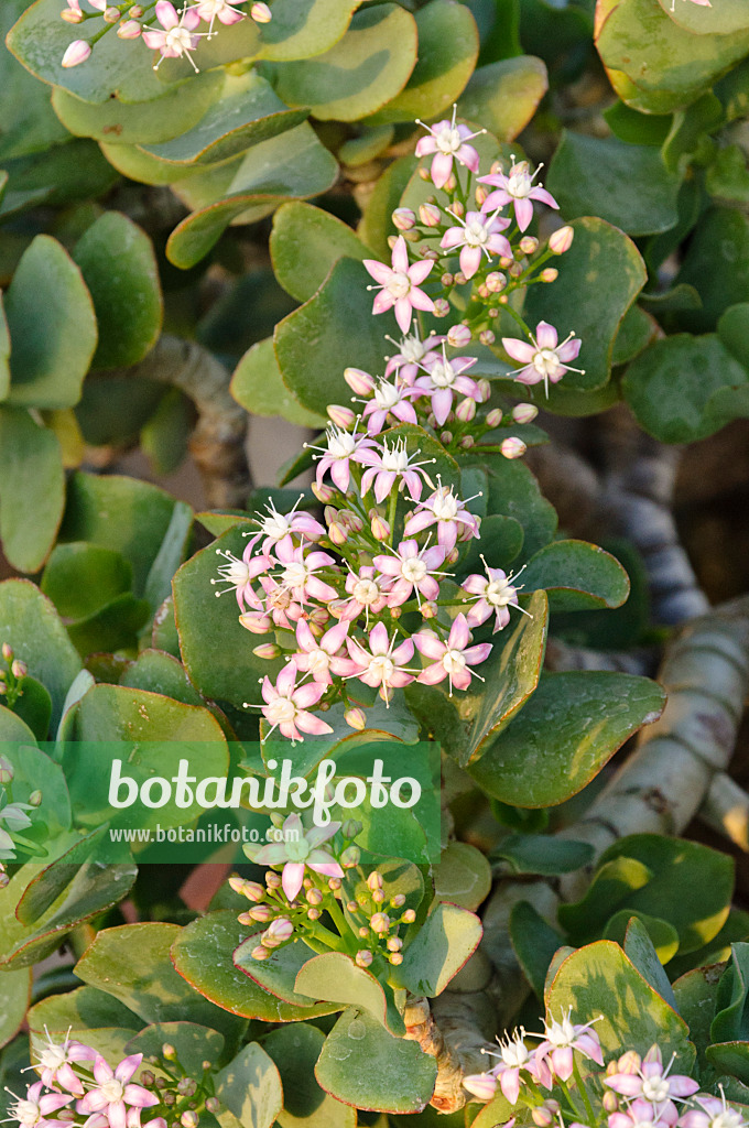 467079 - Dickblatt (Crassula arborescens subsp. undulatifolia)