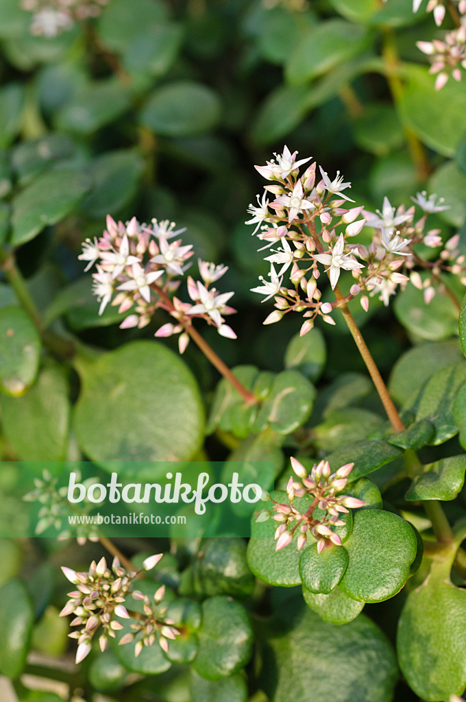 470016 - Dickblatt (Crassula multicava)