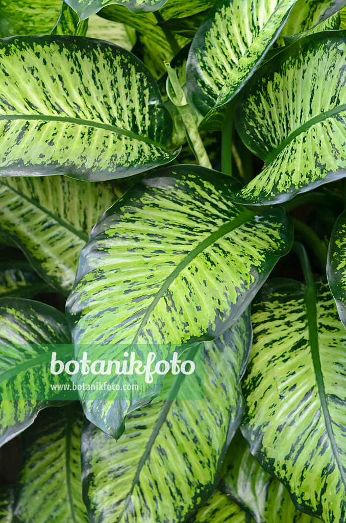 529114 - Dieffenbachie (Dieffenbachia)