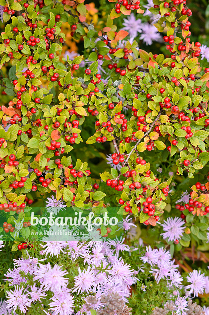 525186 - Diels Zwergmispel (Cotoneaster dielsianus var. elegans) und Aster (Aster)