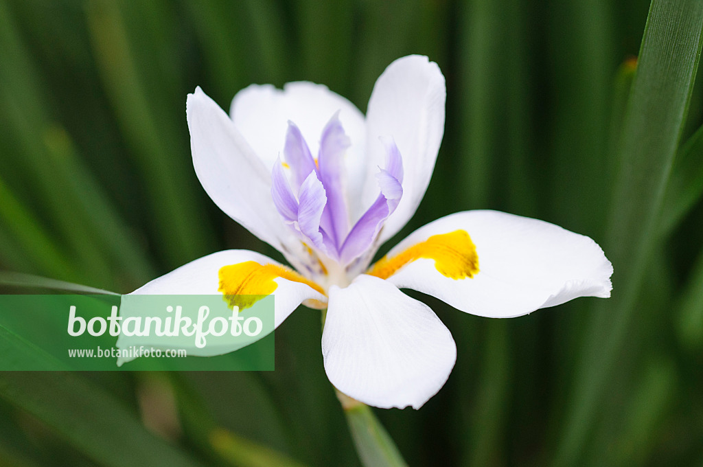 471066 - Dietes grandiflora