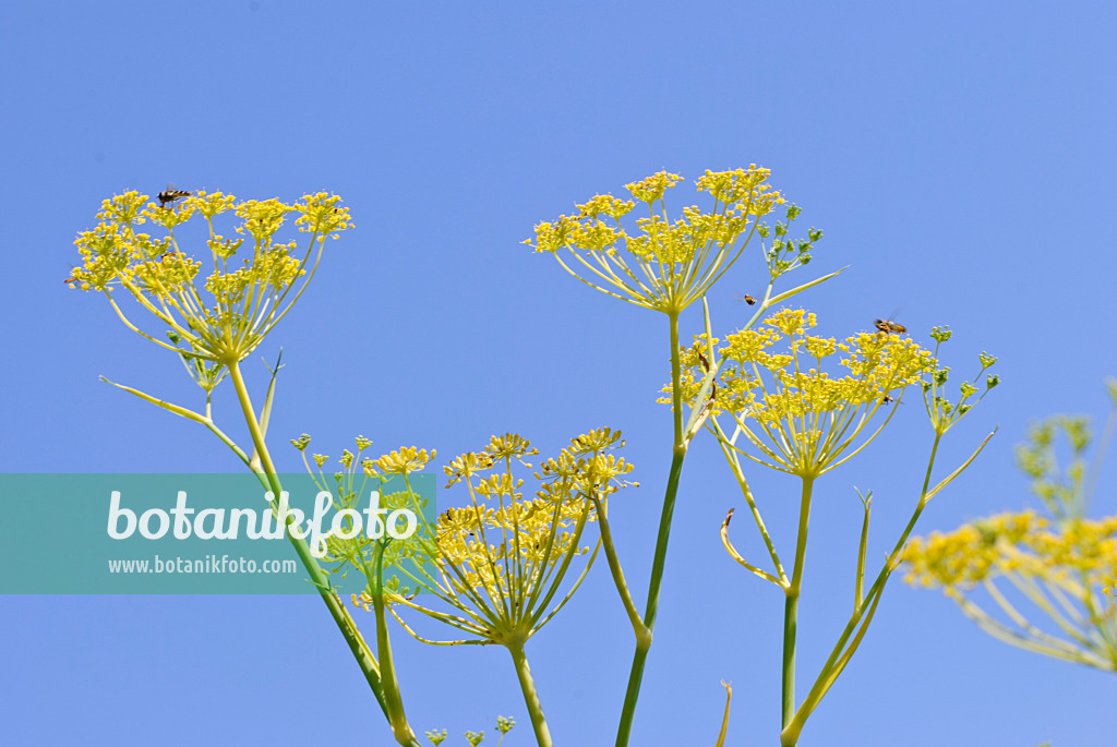 475051 - Dill (Anethum graveolens)