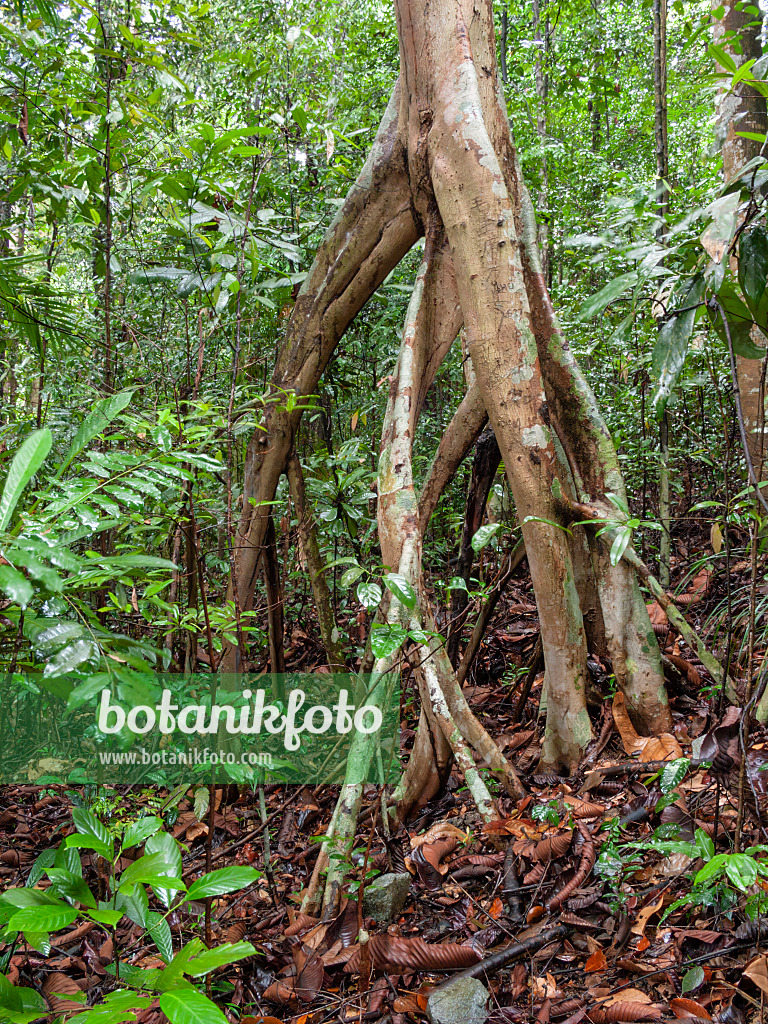 411031 - Dillenia grandifolia, Naturschutzgebiet Bukit Timah, Singapur