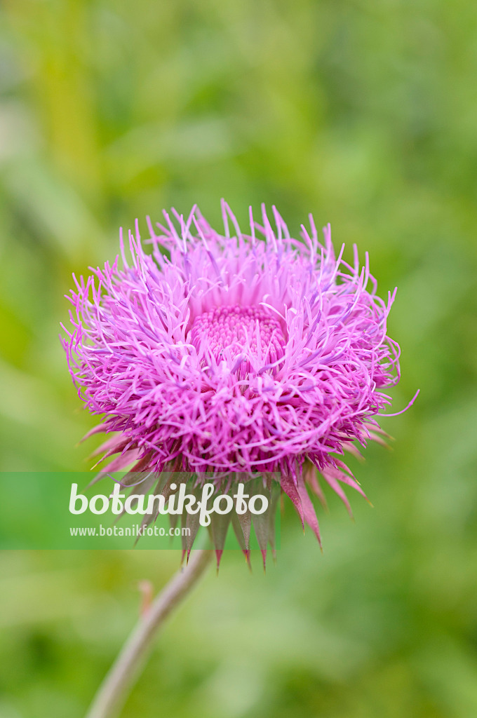 485175 - Distel (Carduus thoermeri)