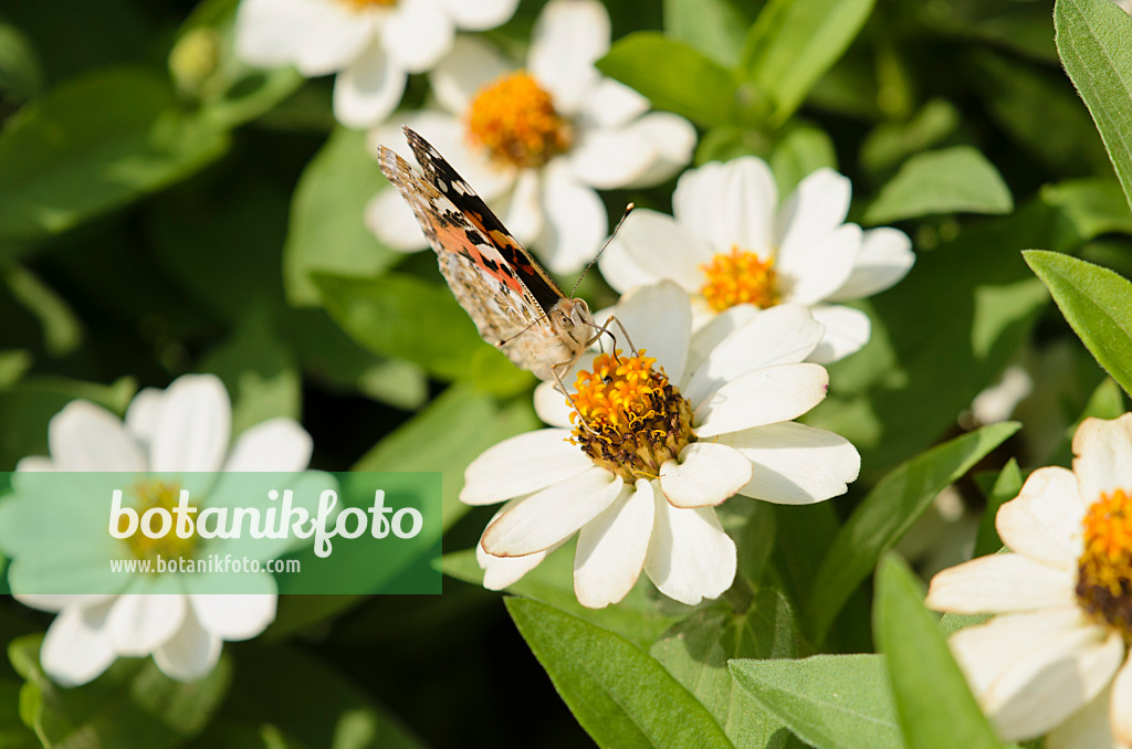 523013 - Distelfalter (Vanessa cardui) und Schmalblättrige Zinnie (Zinnia angustifolia)