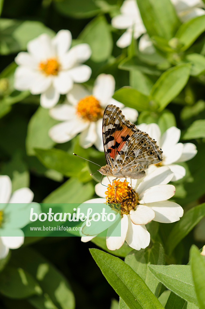 523014 - Distelfalter (Vanessa cardui) und Schmalblättrige Zinnie (Zinnia angustifolia)