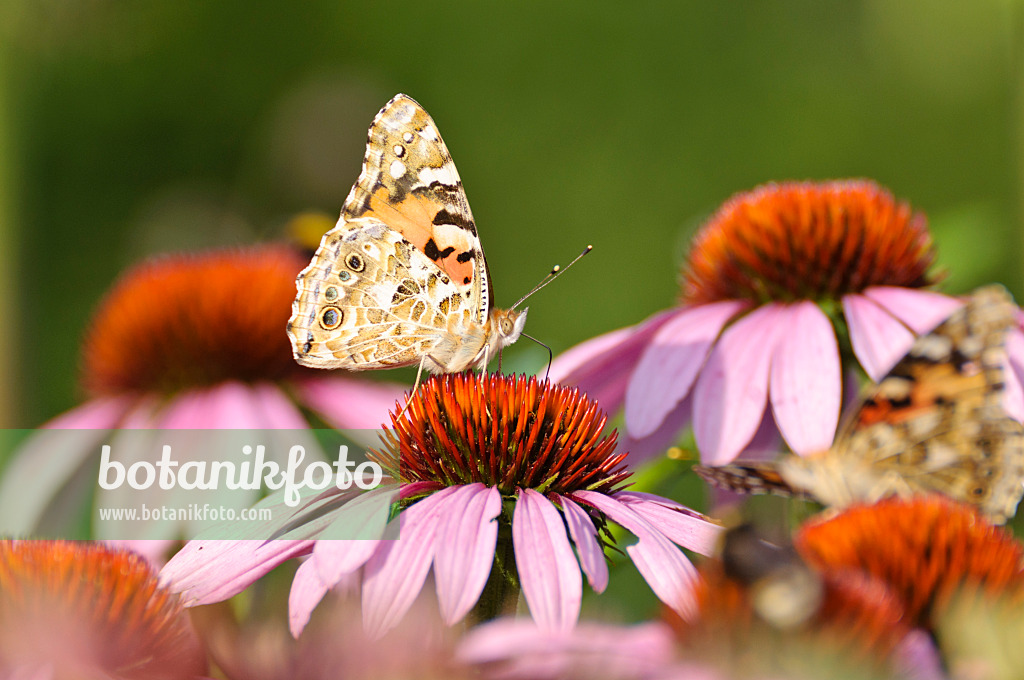 474380 - Distelfalter (Vanessa cardui) und Sonnenhut (Echinacea purpurea)