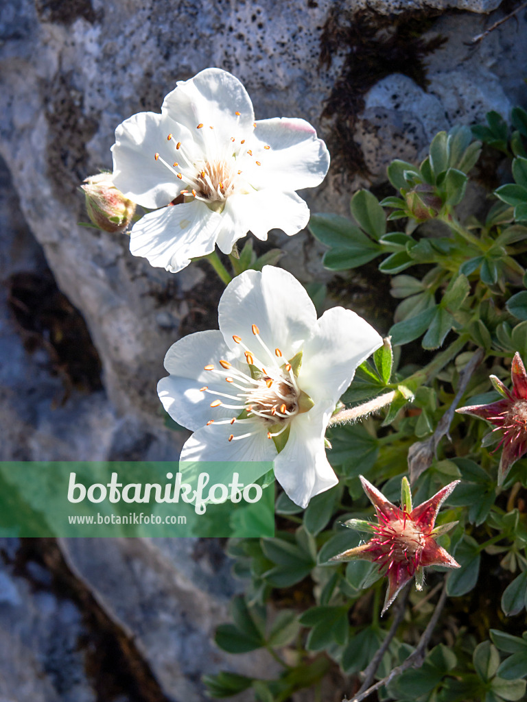 439346 - Dolomiten-Fingerkraut (Potentilla nitida)