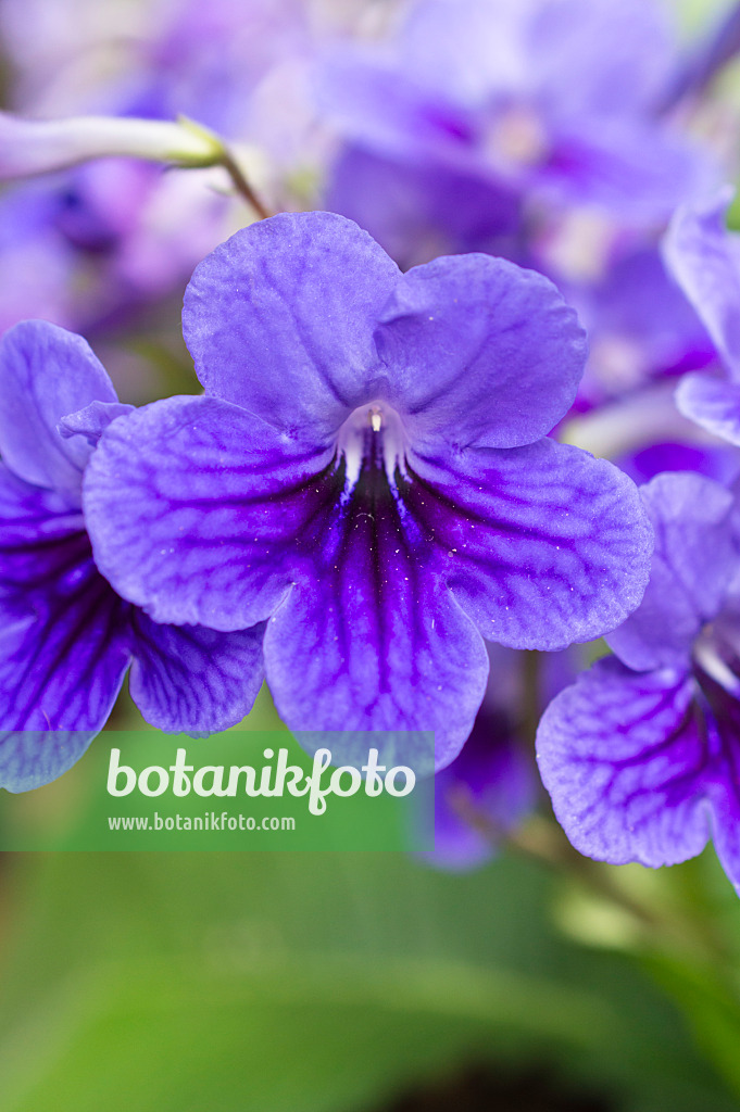 512024 - Drehfrucht (Streptocarpus)