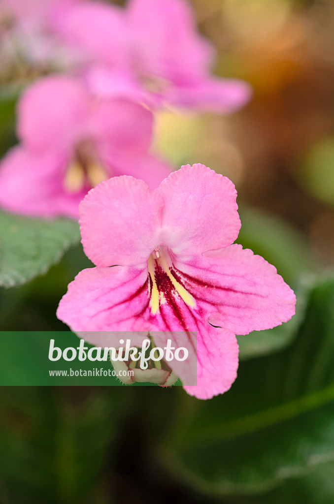 529175 - Drehfrucht (Streptocarpus Jessica)