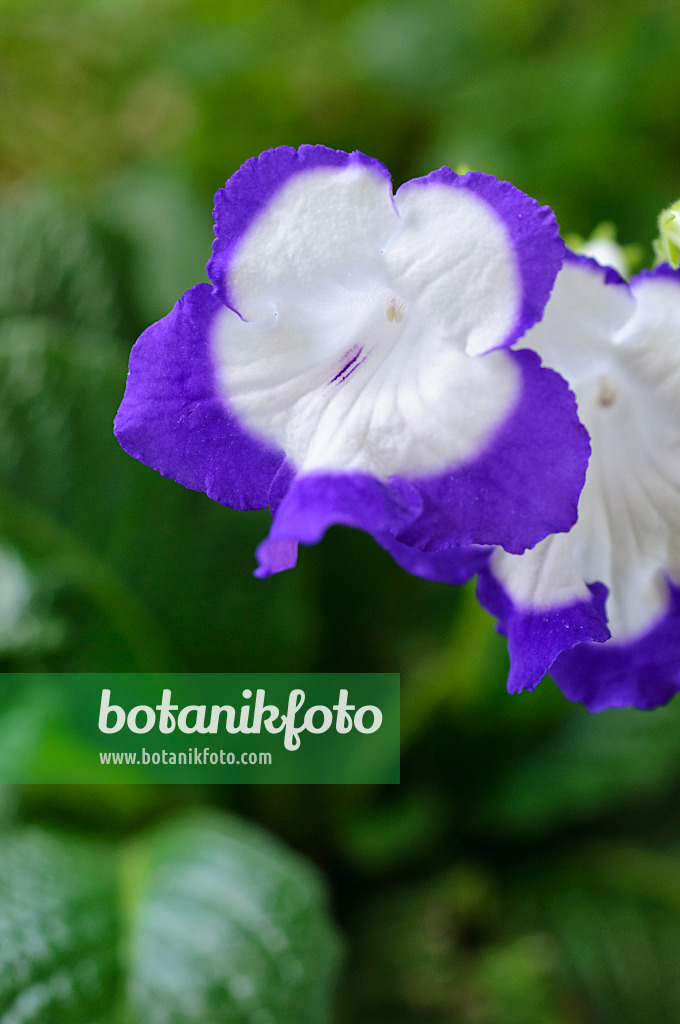 488035 - Drehfrucht (Streptocarpus Roulette)