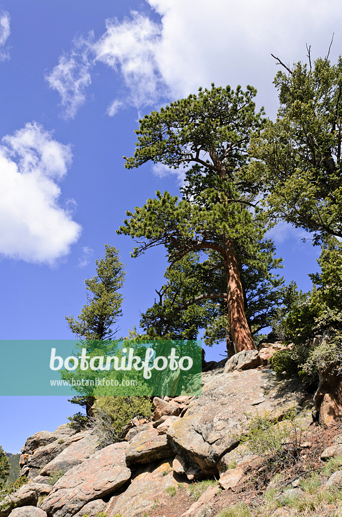 508348 - Drehkiefer (Pinus contorta), Rocky-Mountain-Nationalpark, Colorado, USA