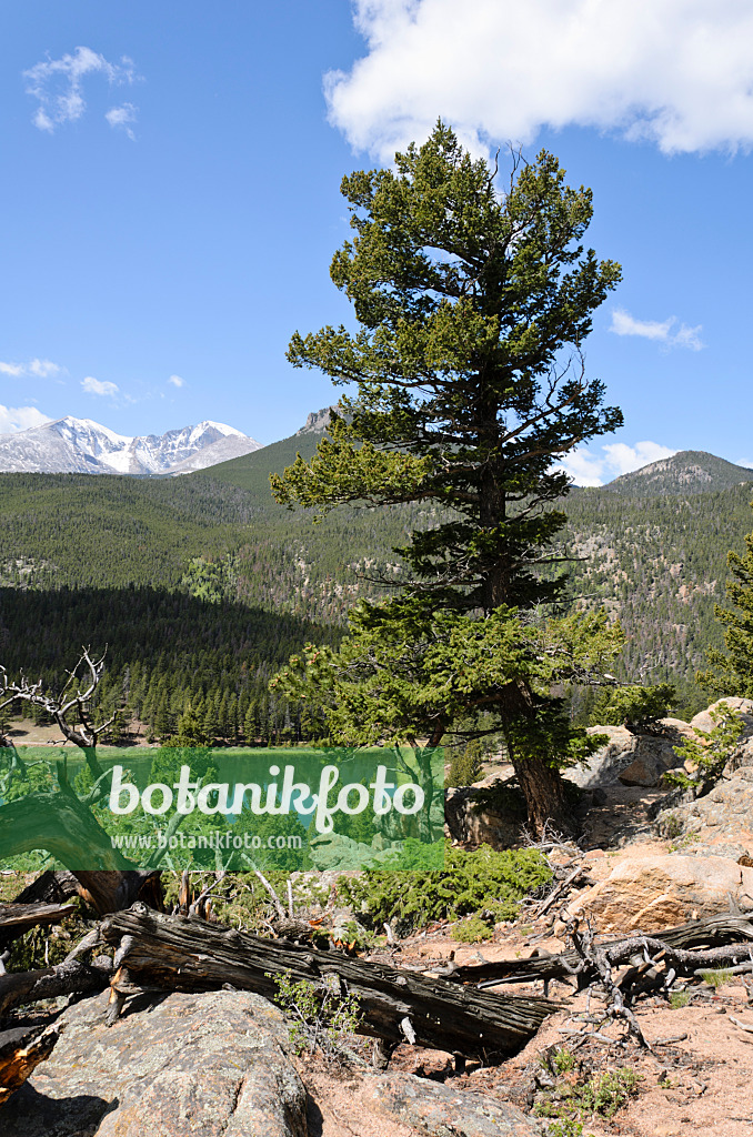 508350 - Drehkiefer (Pinus contorta), Rocky-Mountain-Nationalpark, Colorado, USA