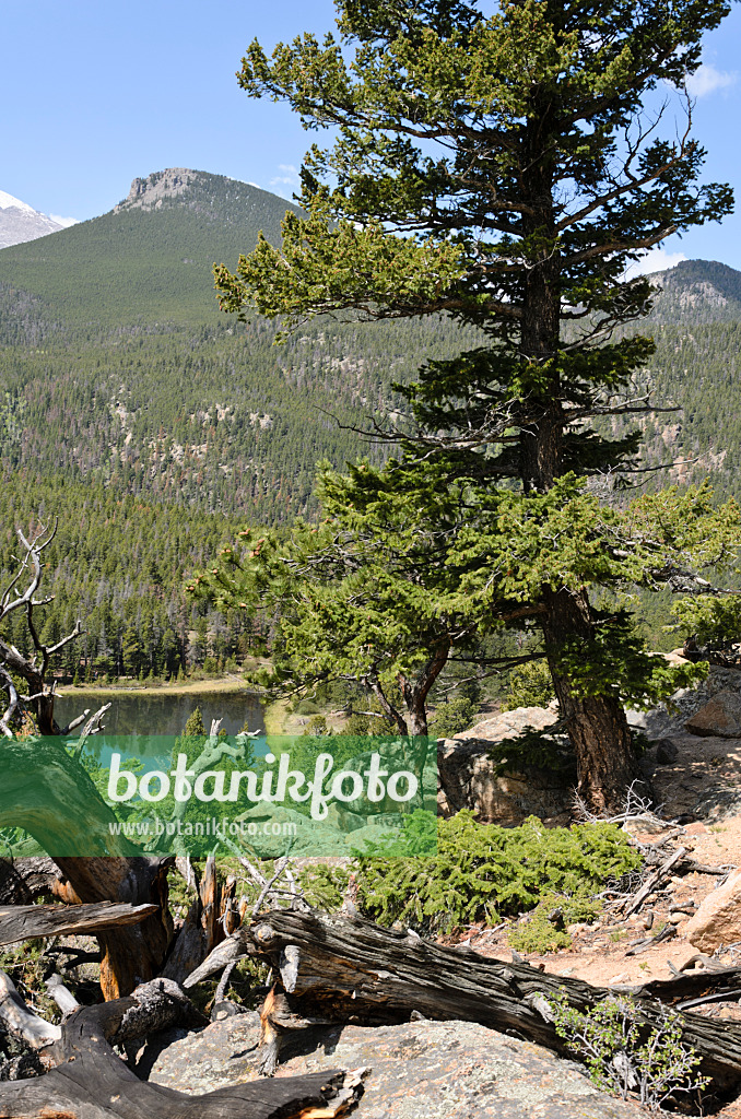 508351 - Drehkiefer (Pinus contorta), Rocky-Mountain-Nationalpark, Colorado, USA