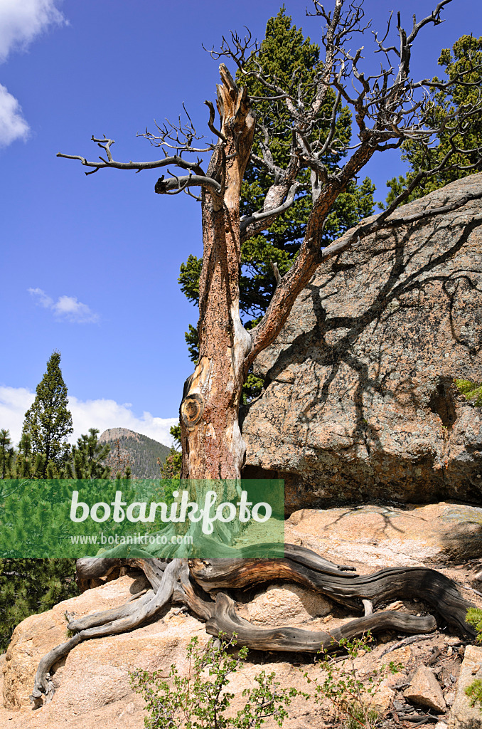 508352 - Drehkiefer (Pinus contorta), Rocky-Mountain-Nationalpark, Colorado, USA