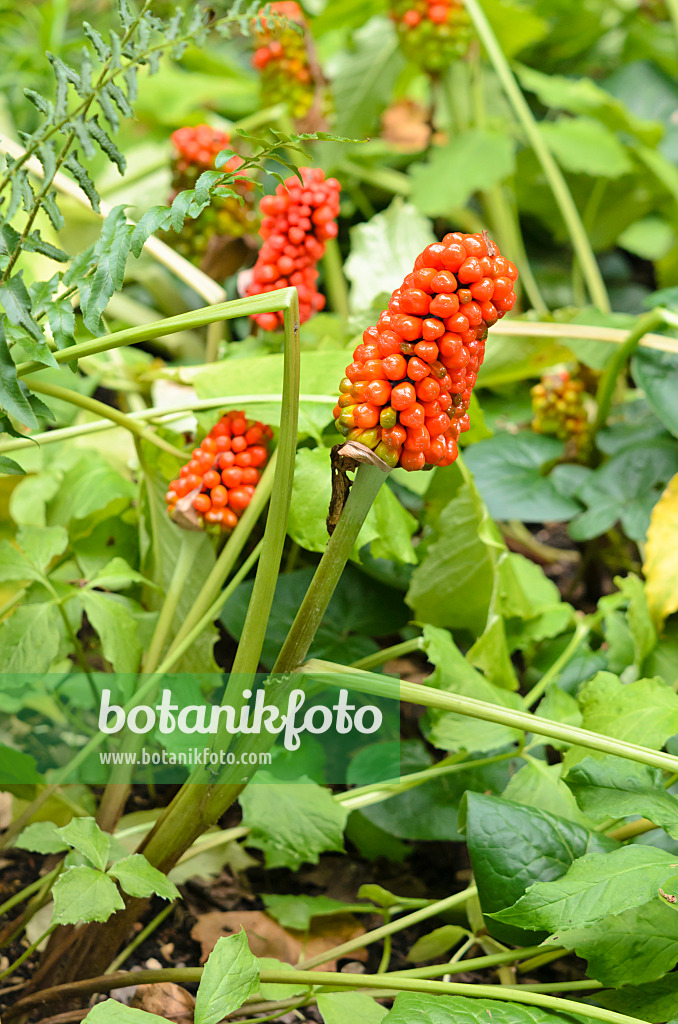 536031 - Dreiblättriger Feuerkolben (Arisaema triphyllum)