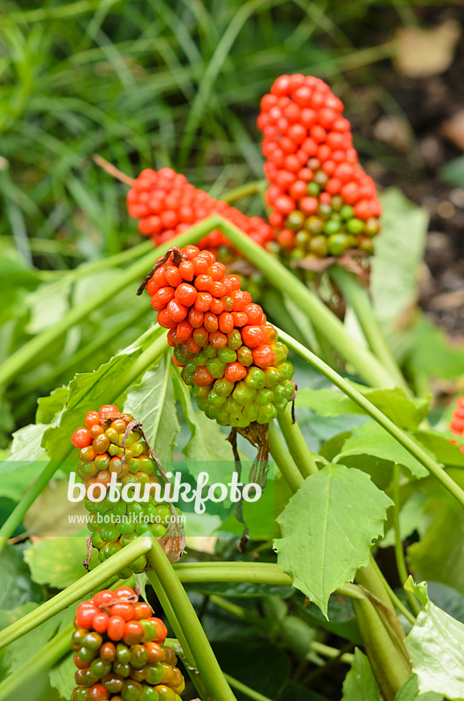 536032 - Dreiblättriger Feuerkolben (Arisaema triphyllum)