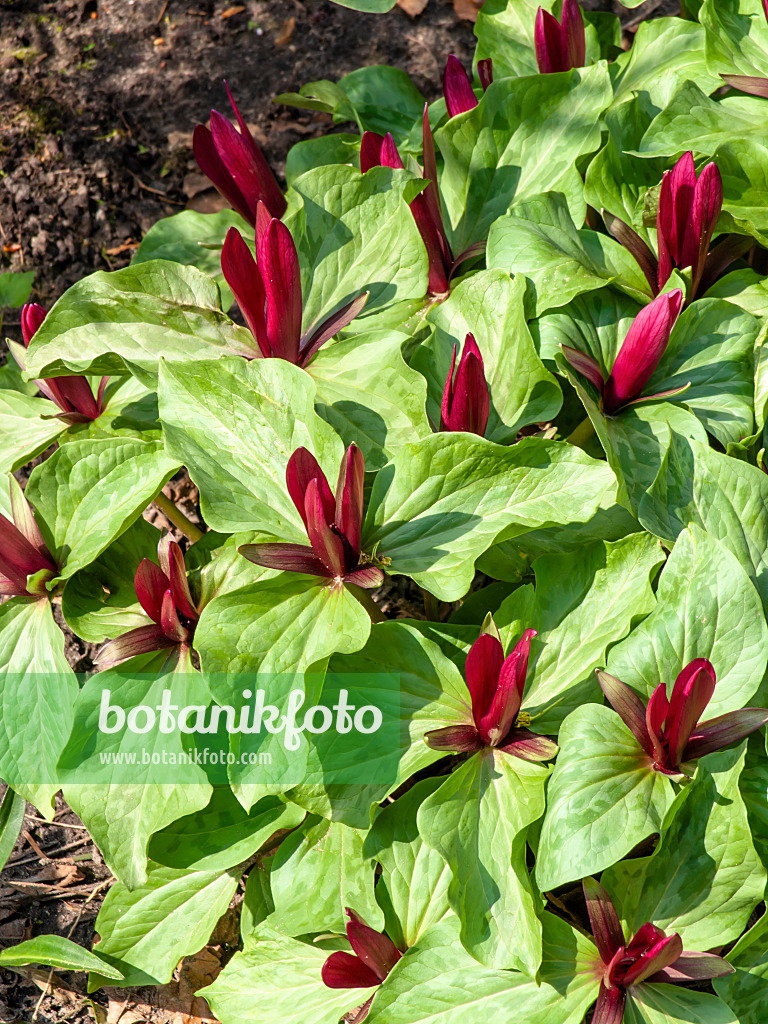 437111 - Dreiblatt (Trillium chloropetalum)