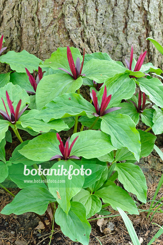 471231 - Dreiblatt (Trillium chloropetalum)