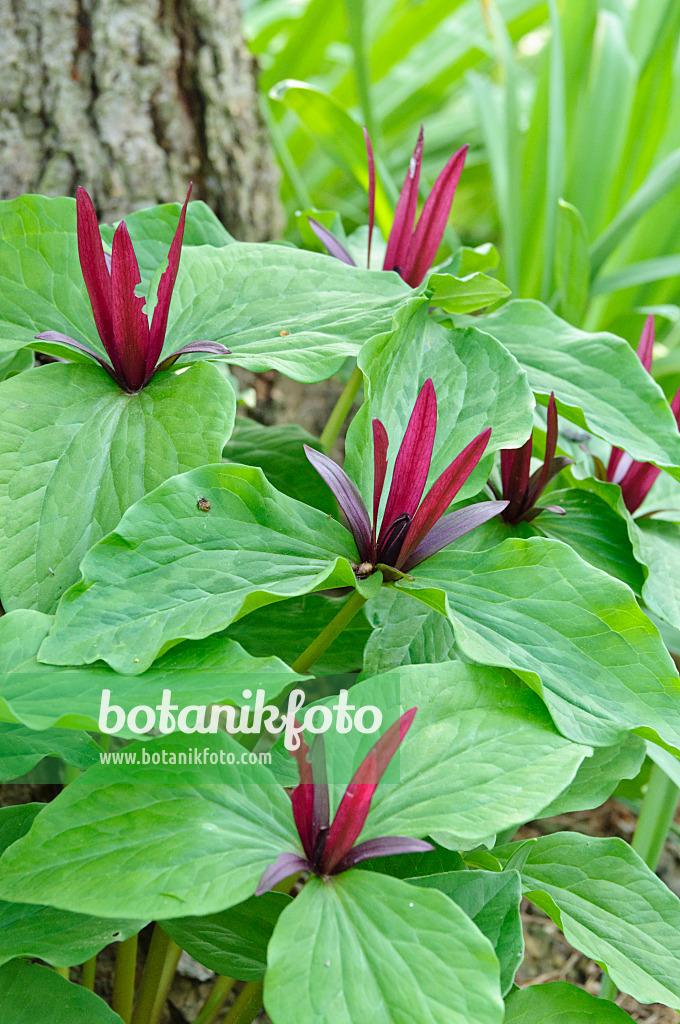 471232 - Dreiblatt (Trillium chloropetalum)