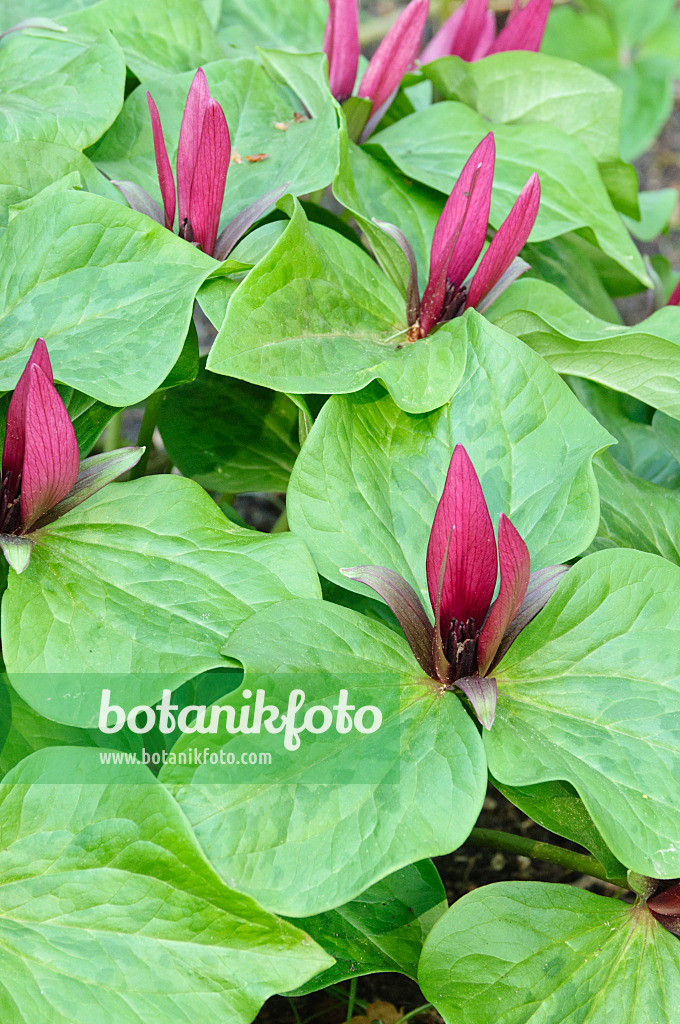 471233 - Dreiblatt (Trillium chloropetalum)