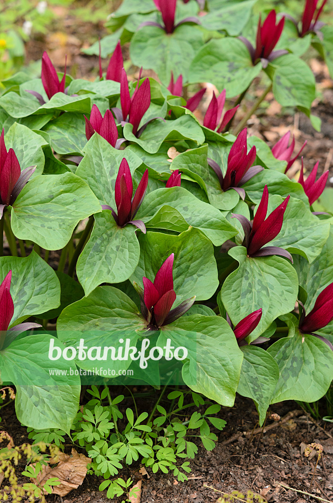 519185 - Dreiblatt (Trillium chloropetalum)