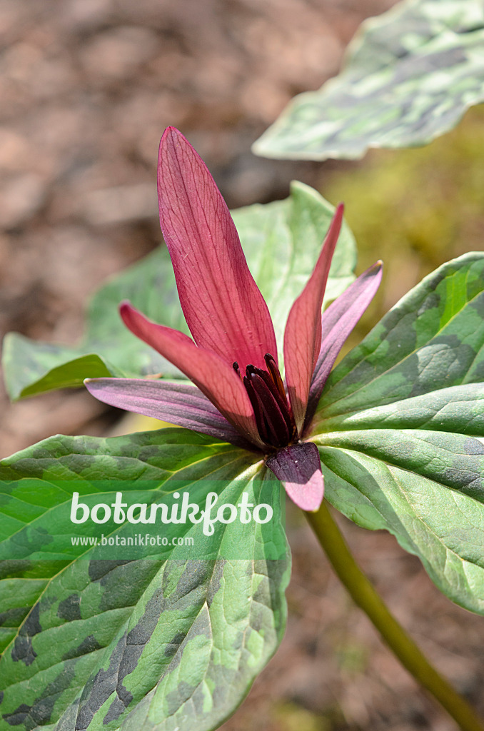 543040 - Dreiblatt (Trillium kurabayashii)