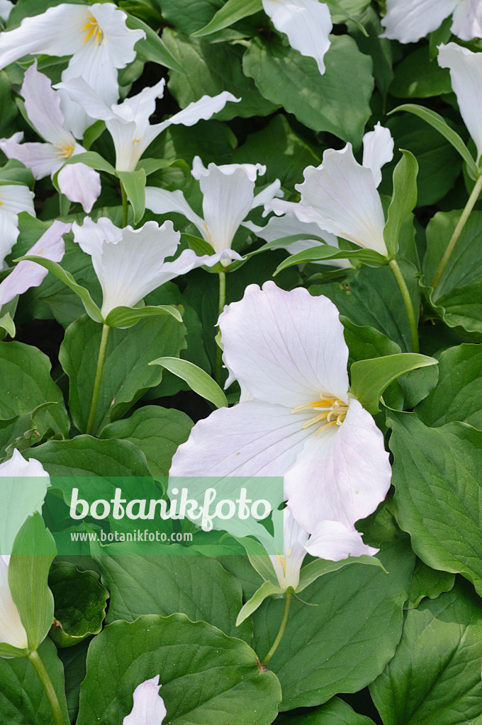 472109 - Dreiblatt (Trillium ovatum)