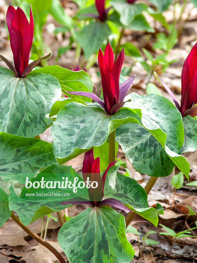 436269 - Dreiblatt (Trillium sessile)