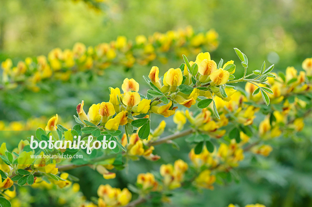 471300 - Dreiblütiger Zwergginster (Chamaecytisus triflorus)