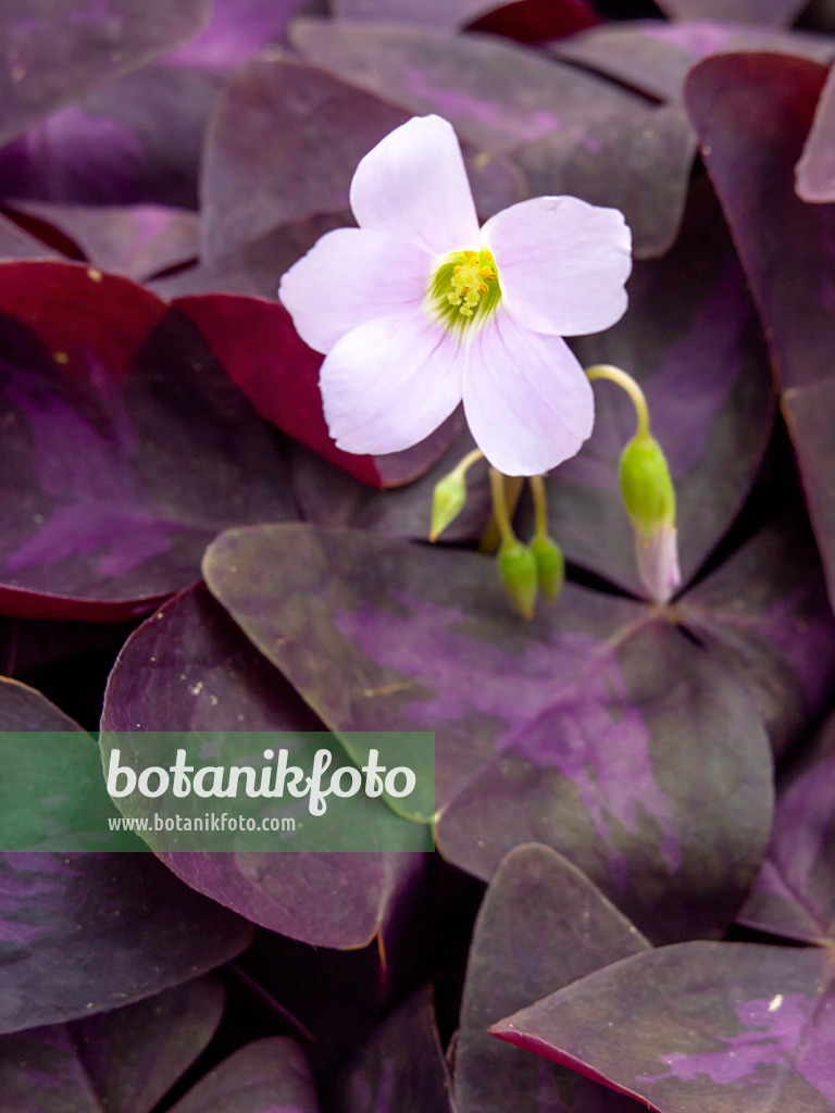 437350 - Dreieckiger Glücksklee (Oxalis triangularis)