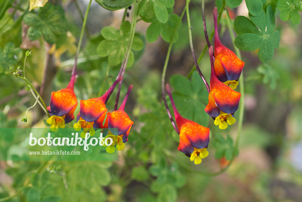 601013 - Dreifarbige Kapuzinerkresse (Tropaeolum tricolor)