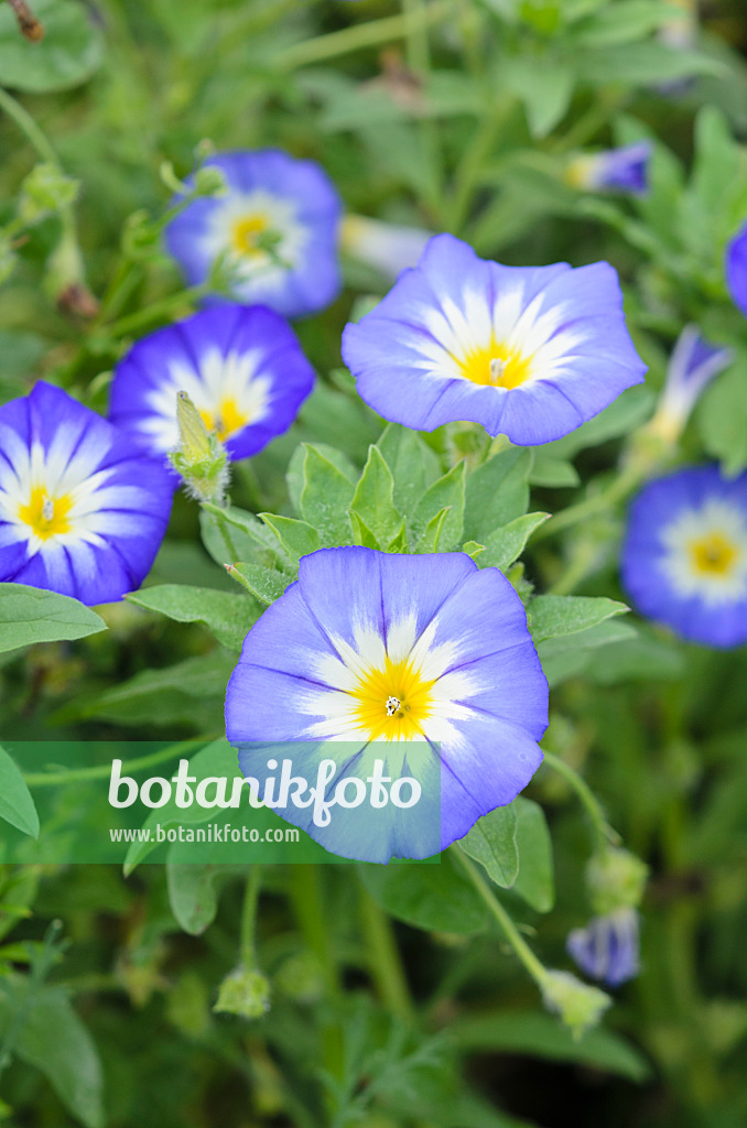 536159 - Dreifarbige Trichterwinde (Convolvulus tricolor)