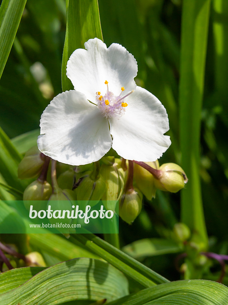 426103 - Dreimasterblume (Tradescantia x andersoniana 'Innocence')