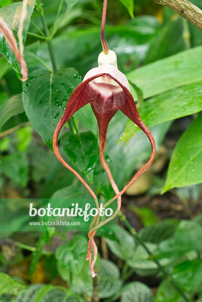 550001 - Dreischwänzige Pfeifenwinde (Aristolochia tricaudata)