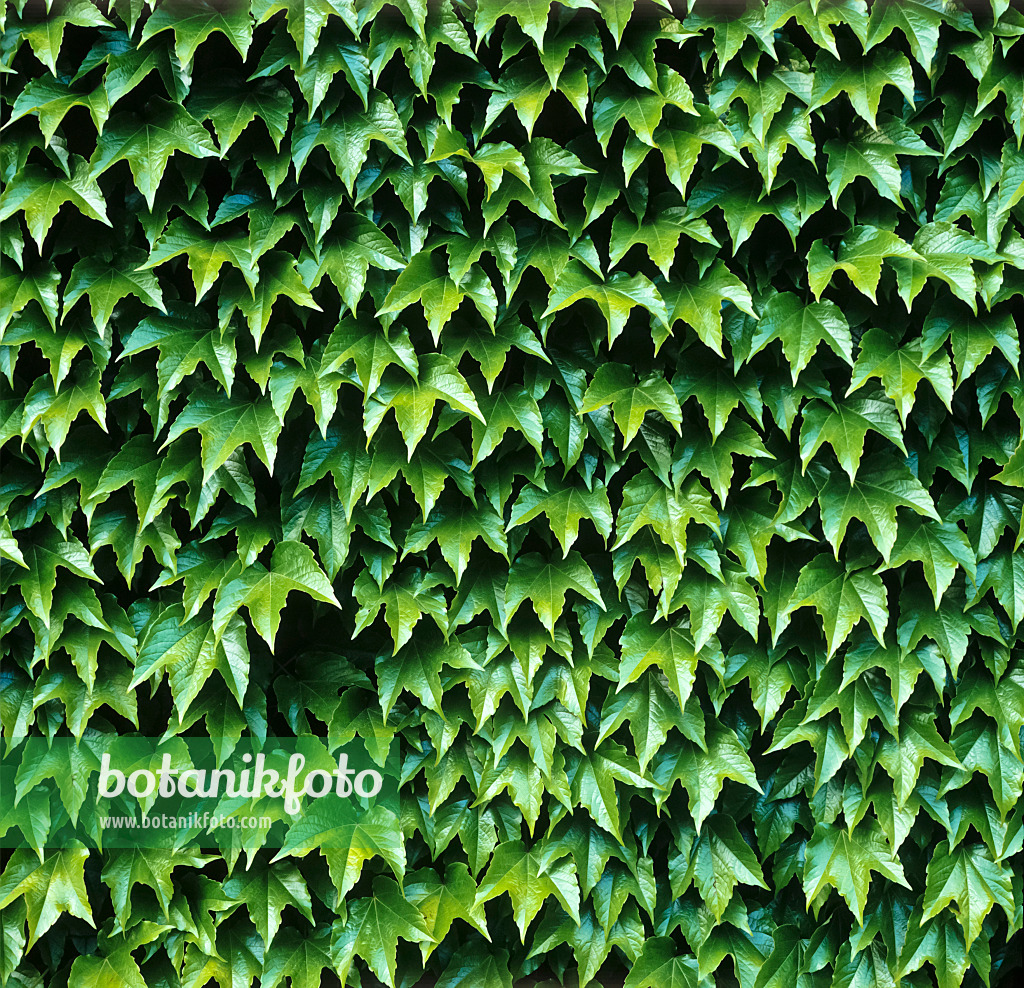 245004 - Dreispitzige Jungfernrebe (Parthenocissus tricuspidata)